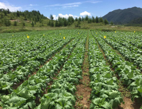 廣南縣蔬菜產業發展現存問題及其對策分析