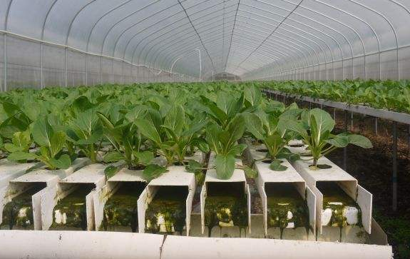 有機蔬菜水肥一體化無土栽培技術研究