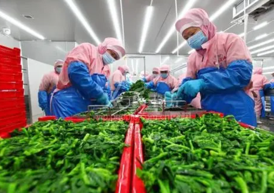 云南省蔬菜加工業發展現狀及對策研究