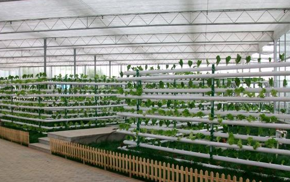 沼液在青菜無土栽培中的應用效果研究