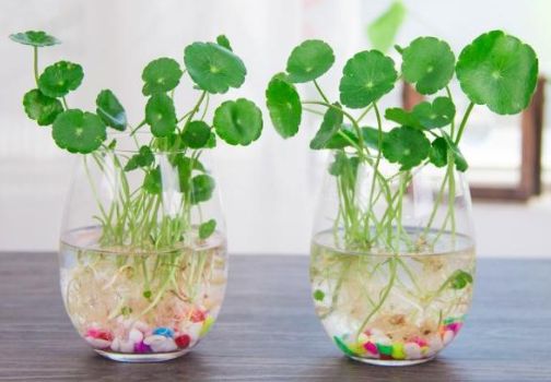 家養花卉的無土水培技術