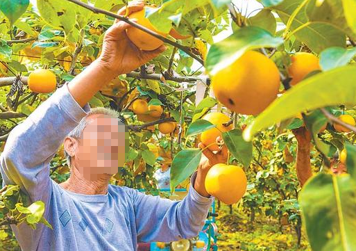 全國金秋梨推廣開發現狀與促進策略