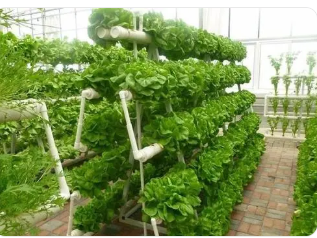 我國蔬菜無土栽培現狀與發展趨勢研究
