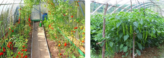 紫云縣農業主產業＋蔬菜種植模式的實踐