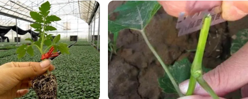 日光溫室蔬菜種植嫁接技術(shù)應用及效益分析