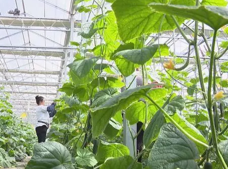 設施蔬菜病蟲害全程綠色防控技術