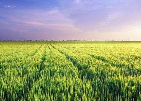 農(nóng)業(yè)經(jīng)濟管理信息化水平路徑研究