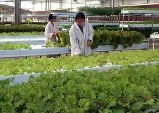 新時期農業技術推廣的重要性與推廣措施探究