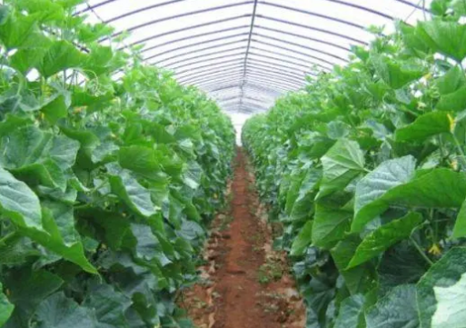 有效推廣綠色農業種植技術的策略研究