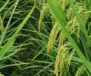 探討如何推廣綠色農業種植技術
