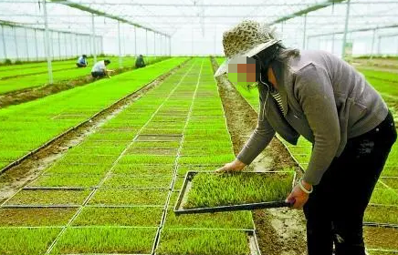 淺析農業技術推廣工作人員的素質要求