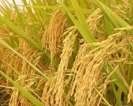 綠色農業種植技術推廣的現狀及問題