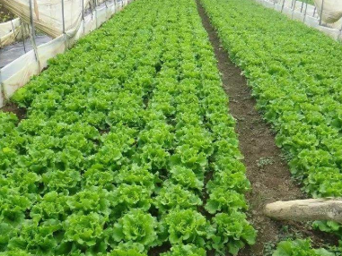 綠色農業種植技術及推廣分析