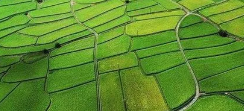 農業種植業結構調整的必要性及策略探析
