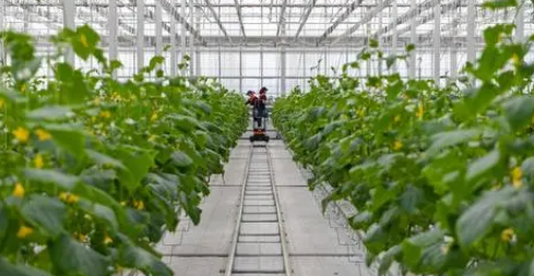 農業種植中生物技術推廣與應用分析