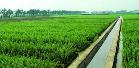 淺析綠色農(nóng)業(yè)種植技術(shù)推廣的重要性及發(fā)展建議