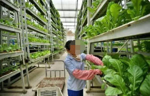淺析現代化技術在農業種植中的應用