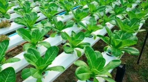 綠色無公害蔬菜土肥管理技術(shù)探析