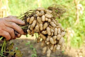 農村“空殼化”對花生種植戶生產效率的影響機制研究