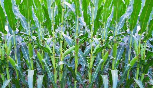 甜玉米種植技術及田問管理