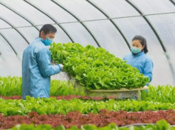 農業技術對提升農業種植業的作用分析