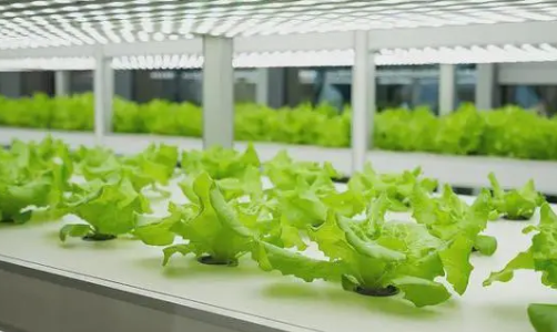 農業科技成果轉化中的問題和策略探討
