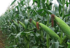 甜玉米種植技術及注意的問題
