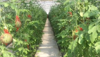我國種植業家庭農場發展案例研究