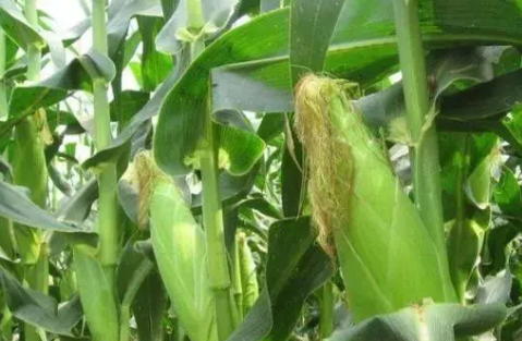 淺談丘陵地區甜玉米種植技術要點