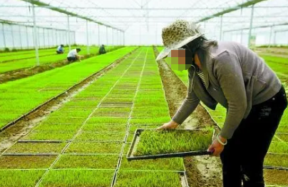 農業技術推廣服務模式創新路徑探析