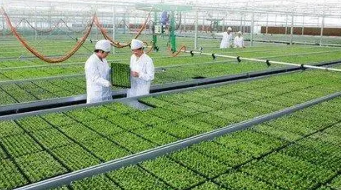 基層農業技術推廣工作問題及改進途徑