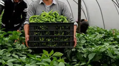 論農業技術推廣對提升農業種植業的作用