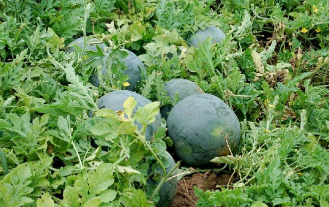 不同種植年限設施西瓜土壤可溶性鹽組分變化特征