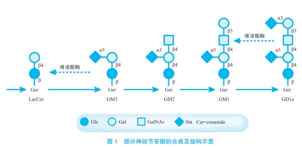 糖鞘脂的生物學功能及相關藥物開發研究