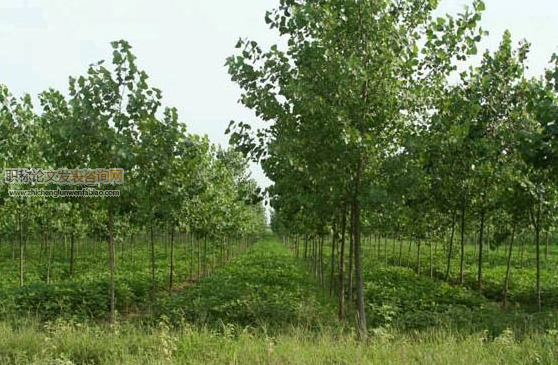 淺析林業種苗種植技術要點
