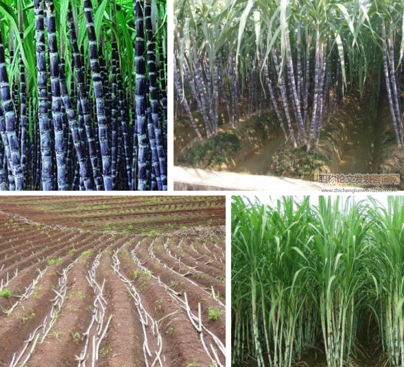 甘蔗種植技術與田間管理方式探究