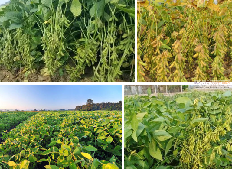 蒙古東北部大豆氣候適宜度等級及種植區劃研究