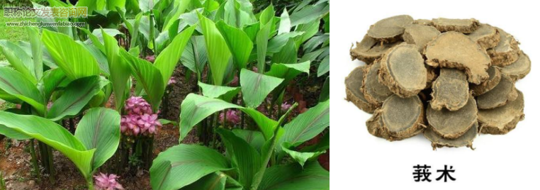 莪術地膜覆蓋種植技術分析