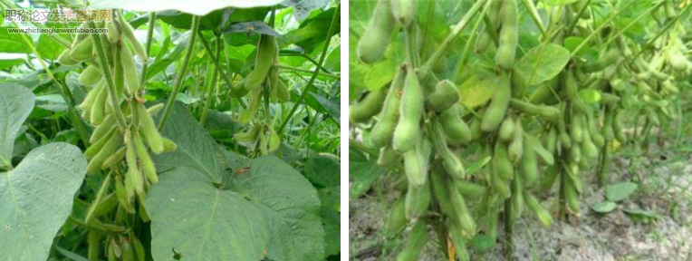 分析北方大豆種植技術及落花落莢的防治