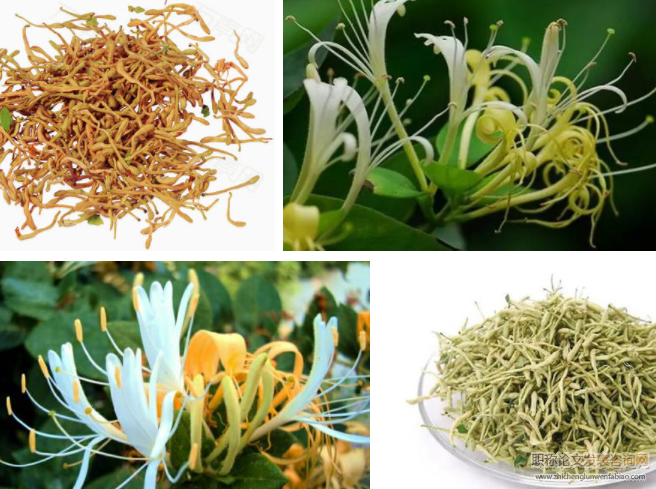 金銀花與山銀花的資源分布和種植技術(shù)發(fā)展概況