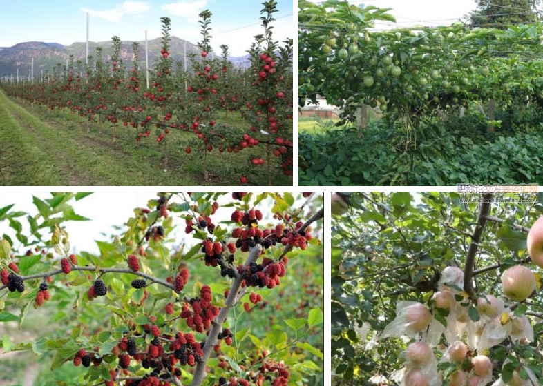 果樹(shù)種植技術(shù)與果品質(zhì)量安全探究