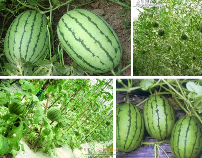 種植方式和密度互作對露地立架小型西瓜產量和品質影響