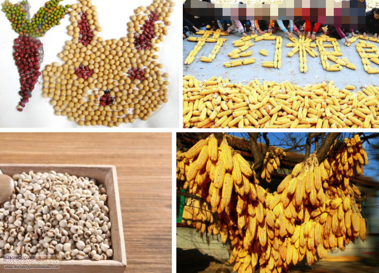 太陽能干燥技術在農村糧食干燥中的應用