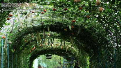 國(guó)際旅游島視角下海南生態(tài)農(nóng)業(yè)旅游品牌開(kāi)發(fā)對(duì)策