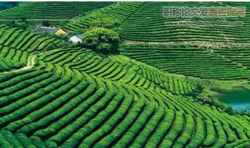 加快綠色農(nóng)業(yè)經(jīng)濟發(fā)展的實踐對策分析與解讀