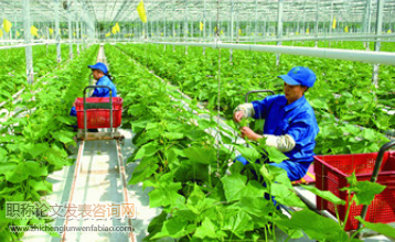鳳城市優質高效蔬菜育苗技術示范推廣及措施