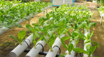 淺談保護地蔬菜育苗技術