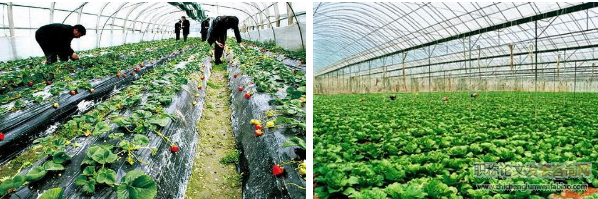 大棚蔬菜種植技術及病蟲害防治策略