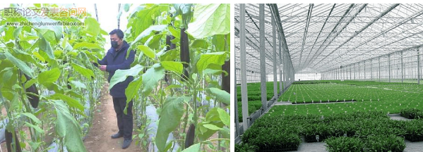 大棚蔬菜種植技術對人們生活質量影響