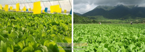 對有機農業蔬菜種植技術的幾點思考